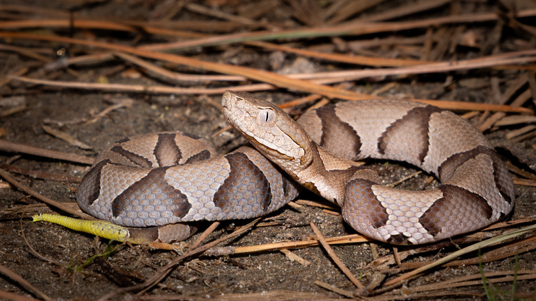 juvenile southern copperhead on dead leaves