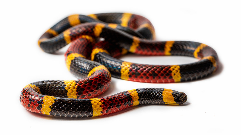 Texas Coral Snake, Mircrurus tener