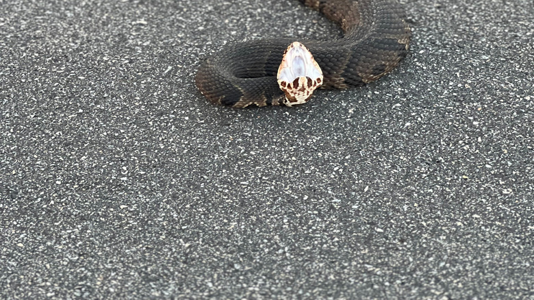 cotton mouth with mouth open