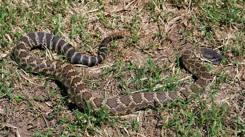 A pacific rattle snake in the yard
