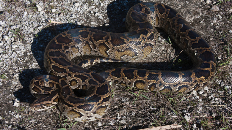Wild Burmese Python in South Florida