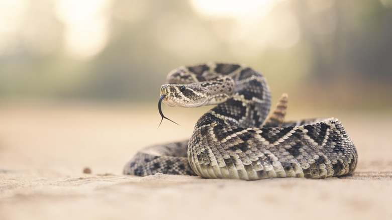 rattlesnake posed to strike