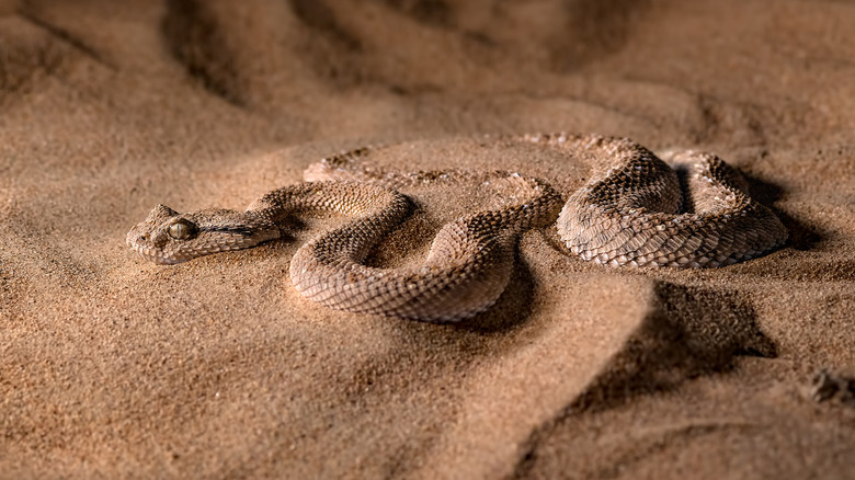 sidewinder in sand