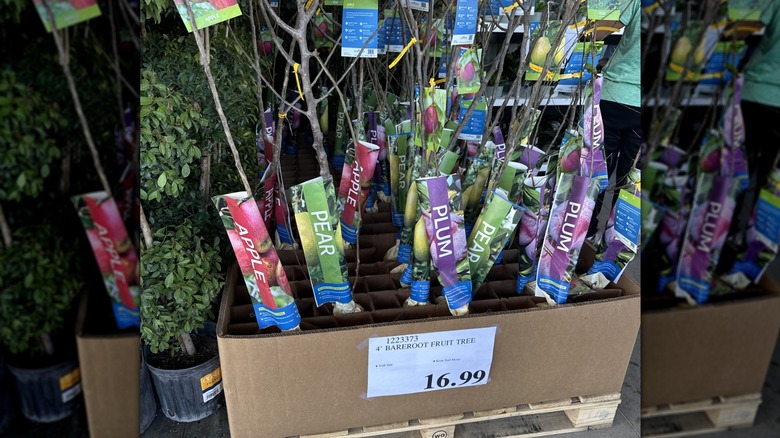 Bare root fruit trees from Costco