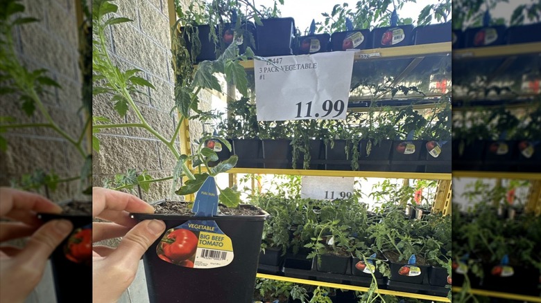 Man holding tomato plant start