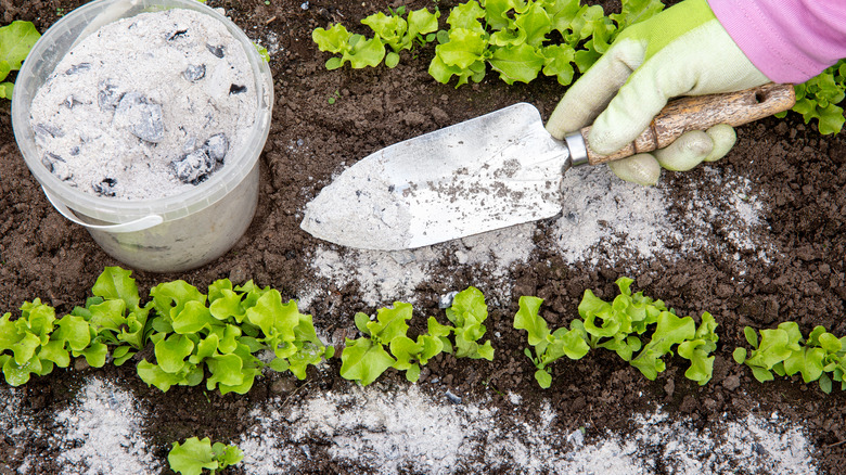 Gardener adding wood ash to garden soil