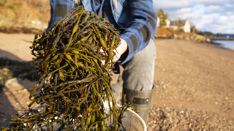 Person holding a bundle of freshly harvested seaweed
