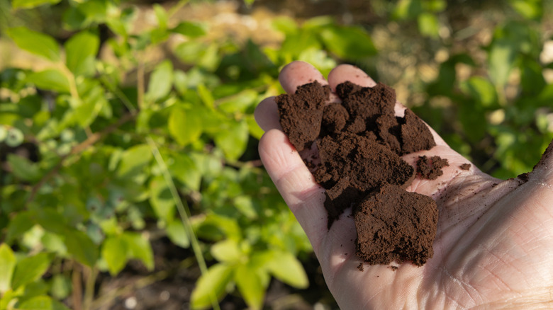 Hand holding coffee grounds as plant fertilizer
