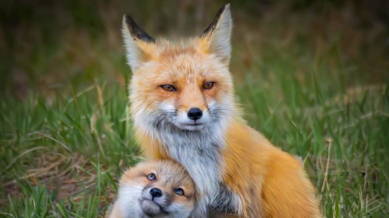 Adult fox and a kit