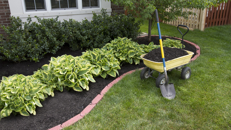 landscaping with hostas and evergreens