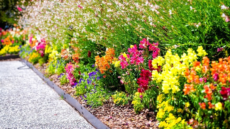 A rainbow of flower colors