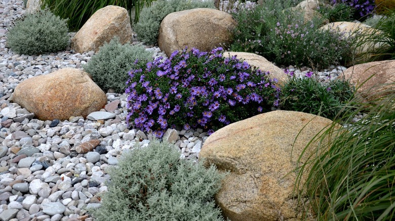 Flowering brush among rocks