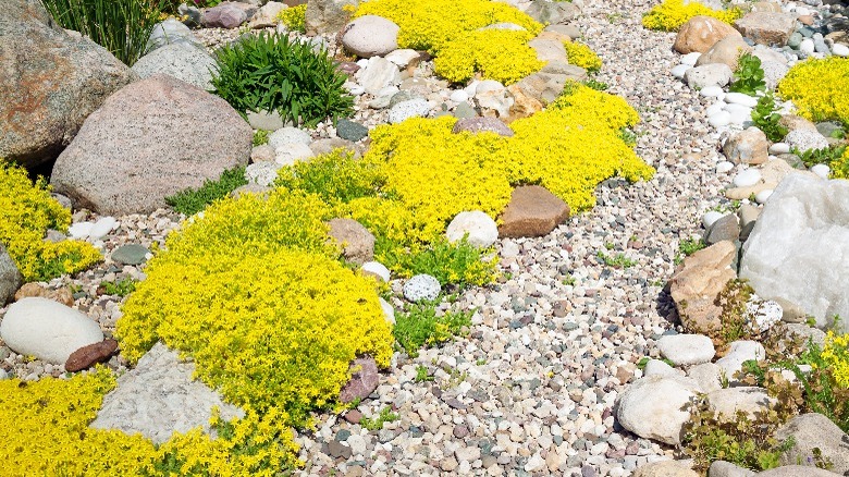 Yellow ground cover in rocky yard