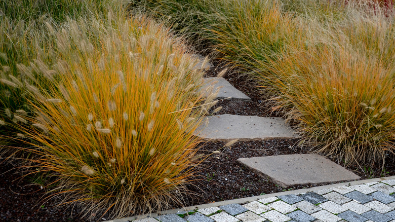 bushy grass along path