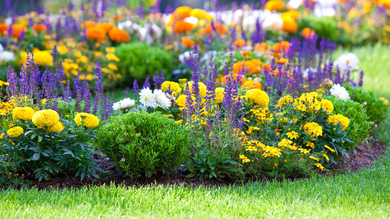 Various flower colors in yard