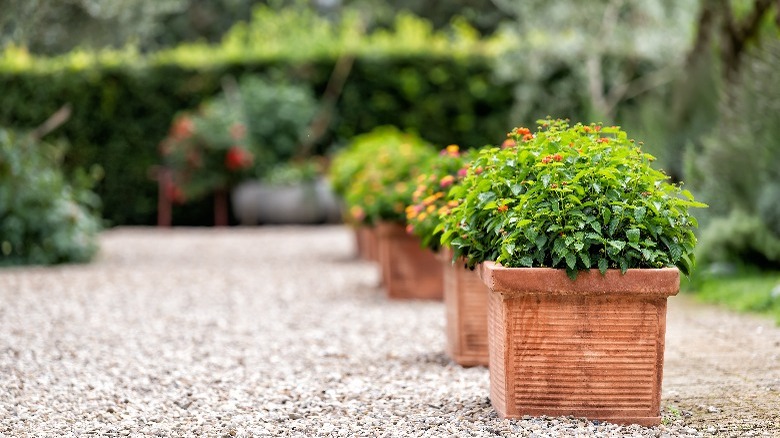 Plants in square pots