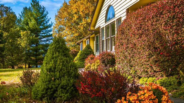 Bushes and flowers in yard