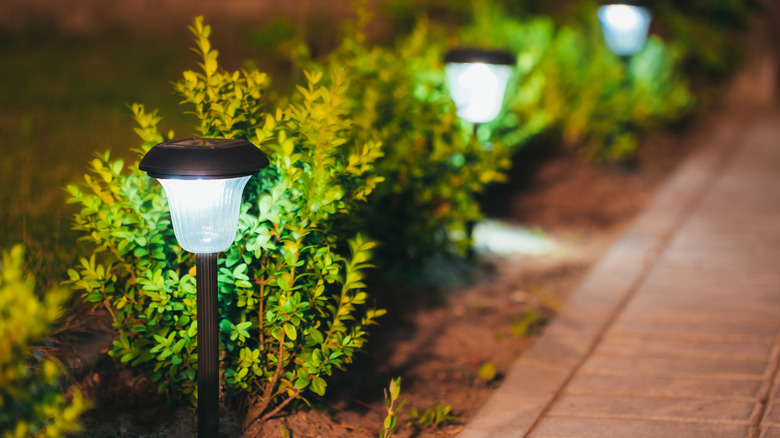 Greenery with night lights