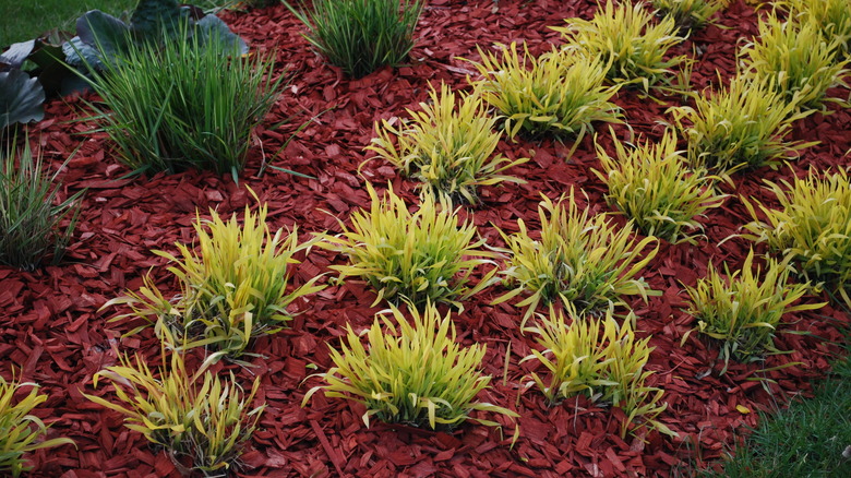 Green plants in mulch