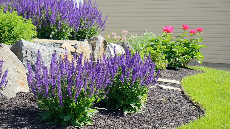 Purple plants in yard