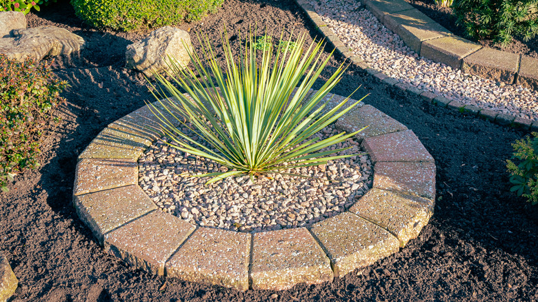 Yucca plant alone