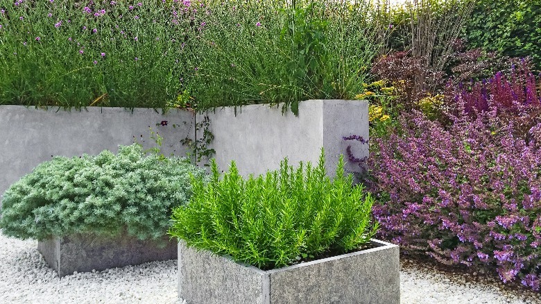 Raised beds with plants