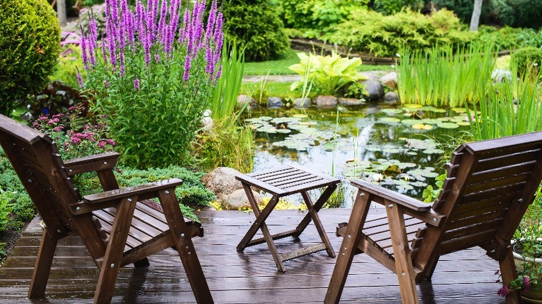 Plants around a pond