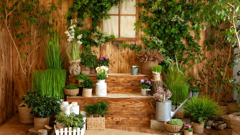lush plants on porch