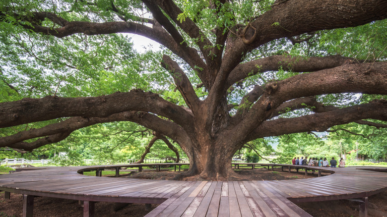 A large circular deck around an old growth tree.