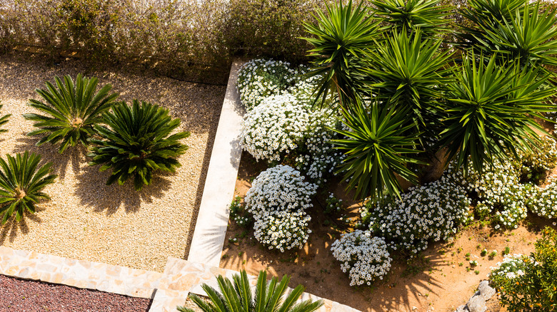 A desert style palm tree garden from above.