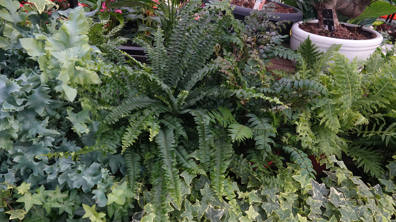 A lush garden with ferns and ivy.