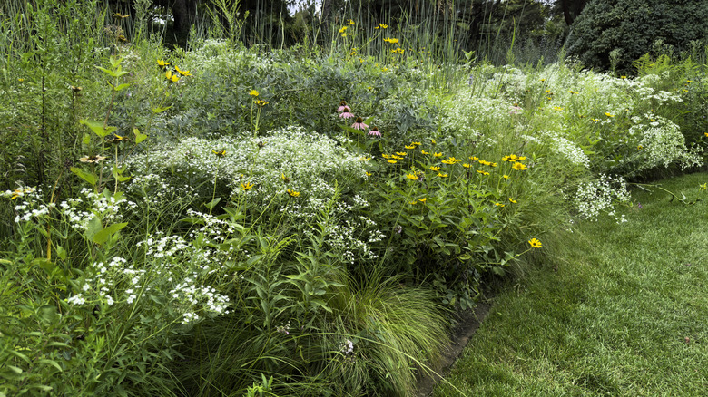 A lush example of a native plant garden in a yard