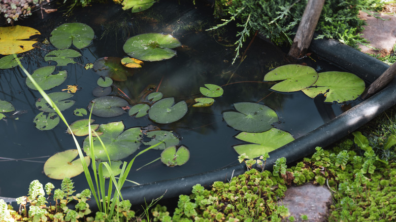 small pond with plants around