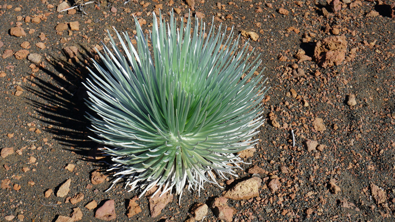 A young 'Ahinahina plant grows on volcanic soil in Hawaii.