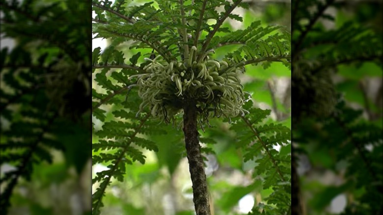 A Hawaiian Haha plant looks like a fern atop a tall stalk.