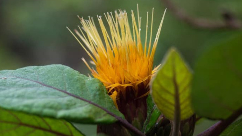 A yellow Hesperomannia oahuensis flower.