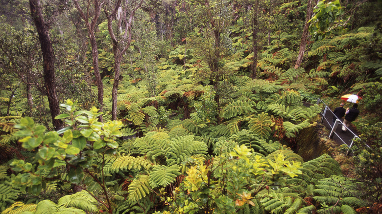 A lush, green Hawaiian forest, with hikers on a righthand path.