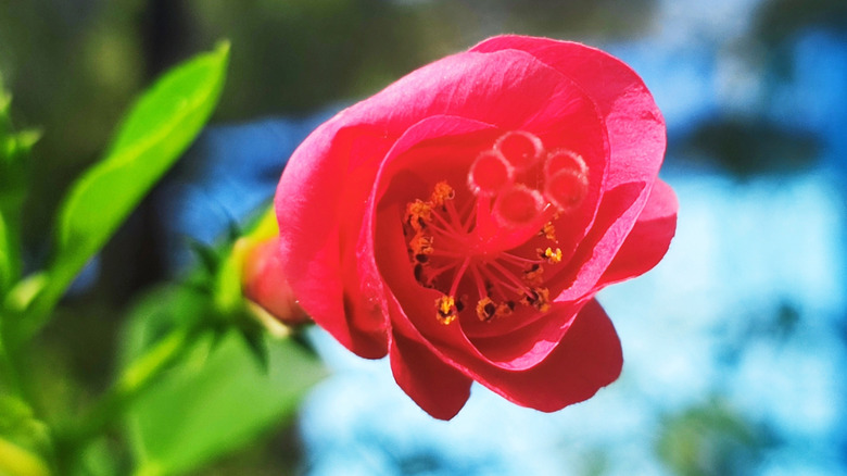 A pink Abutilon menziesii flower with yellow stamens.