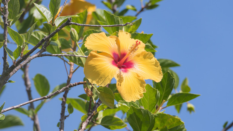 A yellow Ma'o hau hele flower blooms in Hawaii.