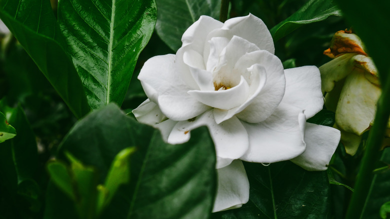 A white Na'u flowers blooms against glossy green leaves.