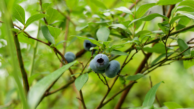 Ripe blueberries on a branch