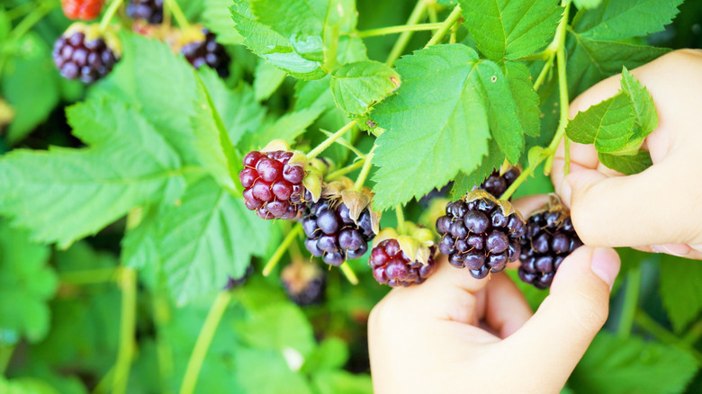 A child's hand trying to pick berries
