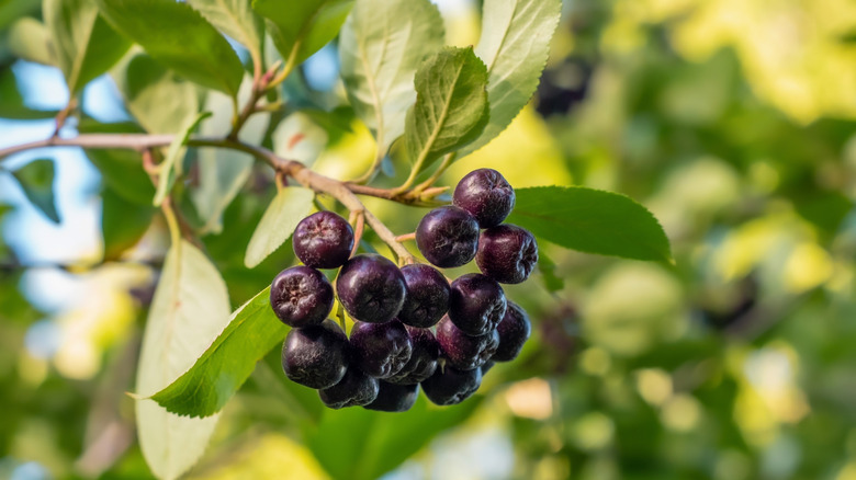 Chokeberry growing in the garden