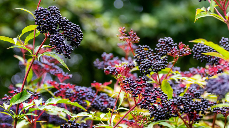 Сluster of black elderberries.