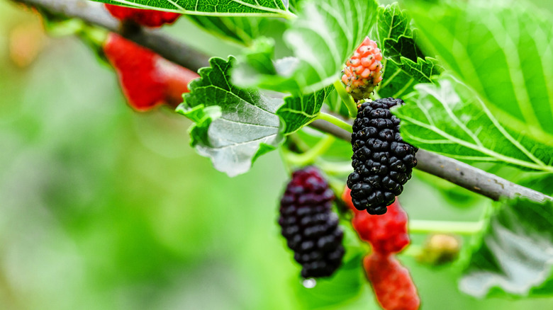 Mulberries with ripe fruit