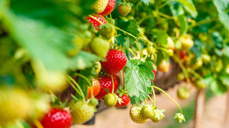 ripening strawberries hanging from a bed
