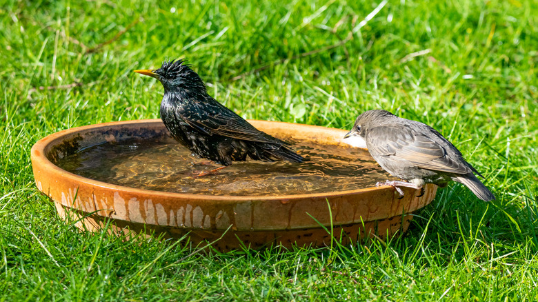birds in terracotta bird bath