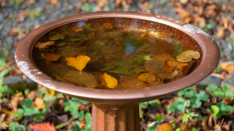 copper bird bath with leaves floating