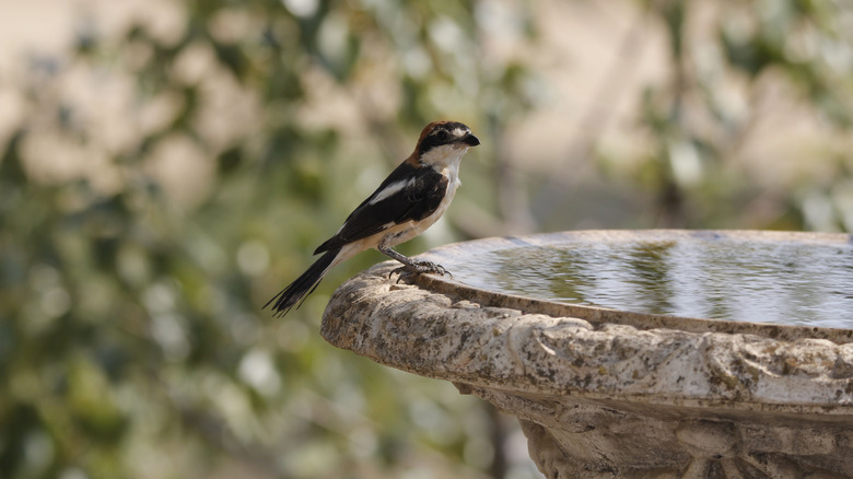 bird perched on stone bird bath