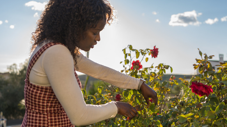 woman pruning roses